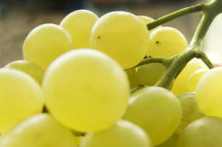 Koblenzer Weinfest im Stadtteil Lay Koblenzer Weinfest im Stadtteil Lay
